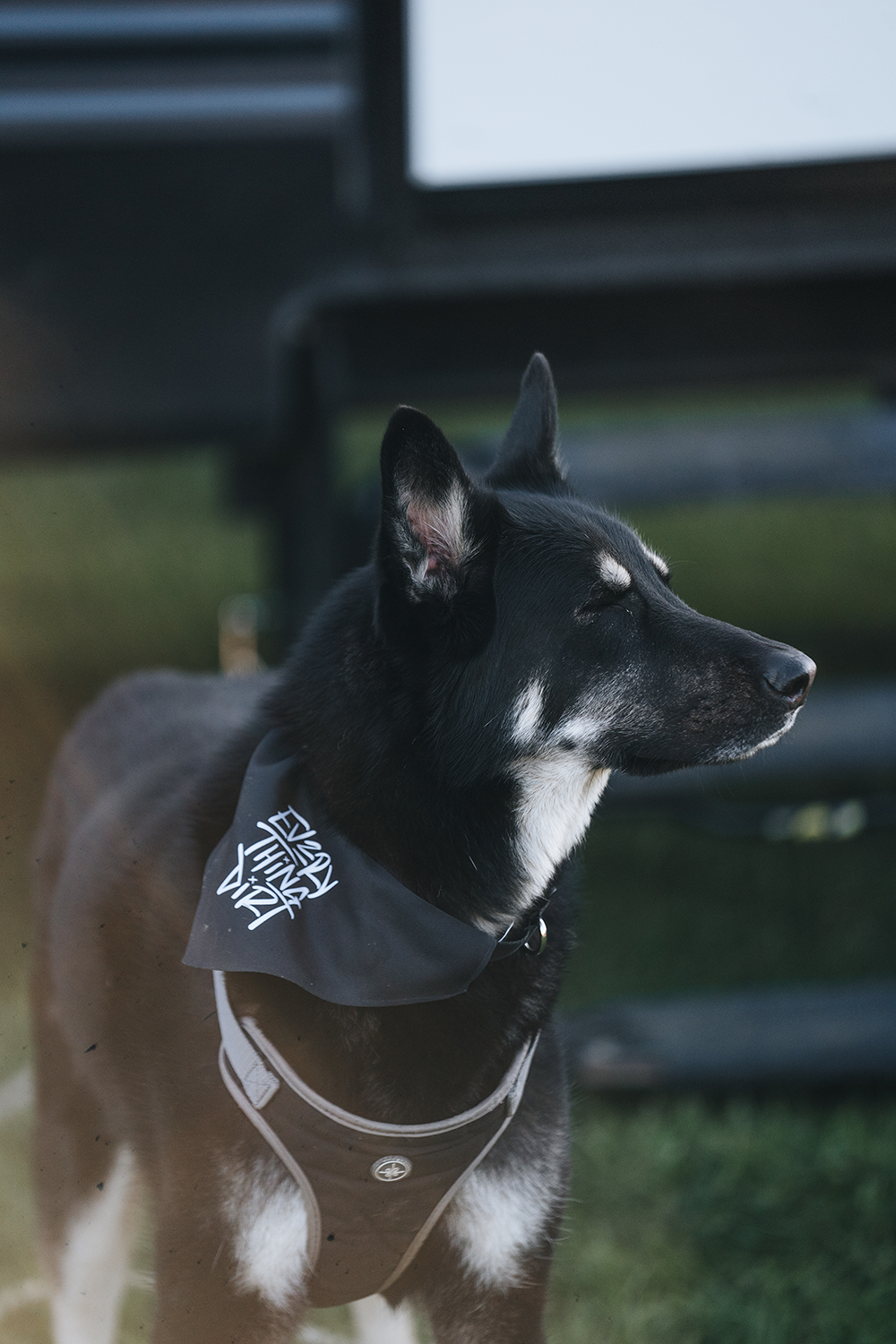 Dog Bandana Collar